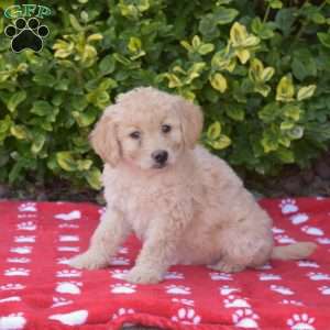 Tulip, Mini Goldendoodle Puppy