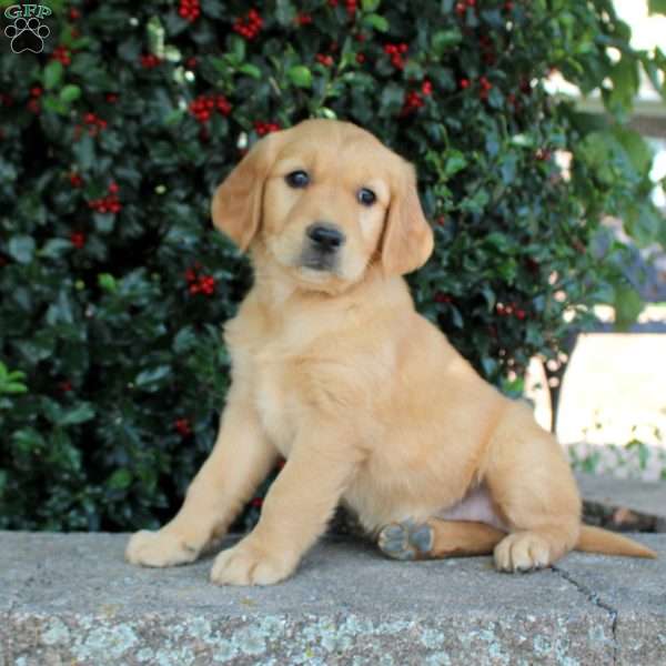 Tulip, Golden Retriever Puppy