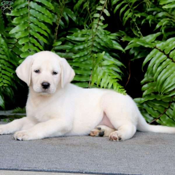 Tulip, Yellow Labrador Retriever Puppy