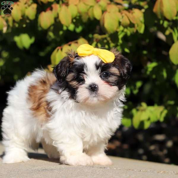 Twila, Shih Tzu Puppy