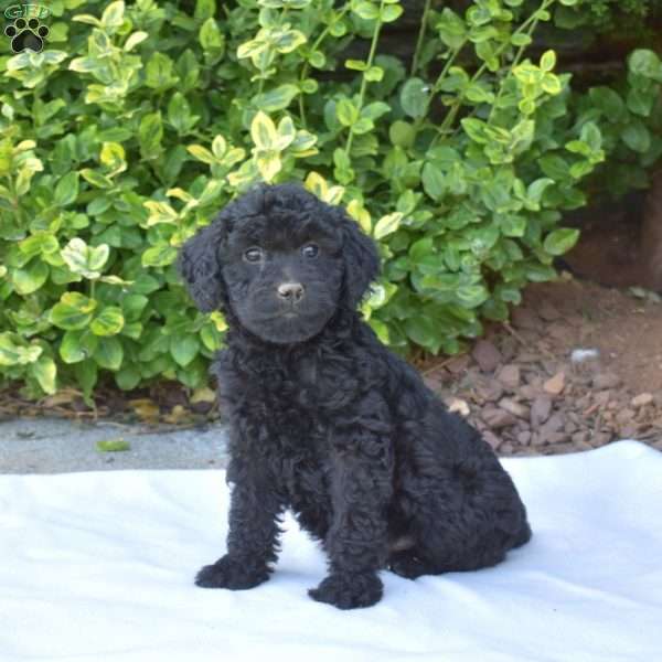 Twilight, Mini Goldendoodle Puppy