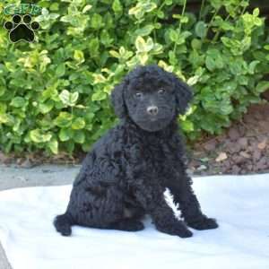 Twilight, Mini Goldendoodle Puppy