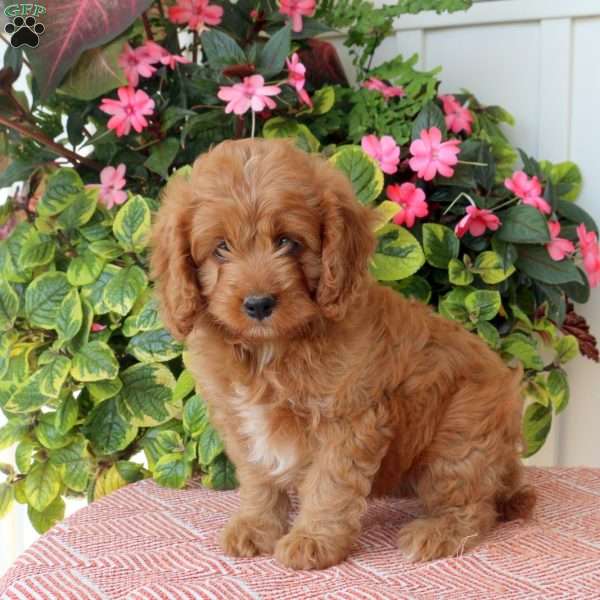 Twinkle, Cavapoo Puppy