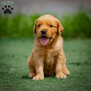 Tyler, Golden Retriever Puppy