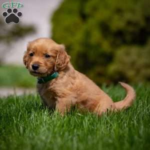 Tyler, Golden Retriever Puppy