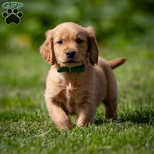 Tyler, Golden Retriever Puppy