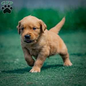 Tyler, Golden Retriever Puppy