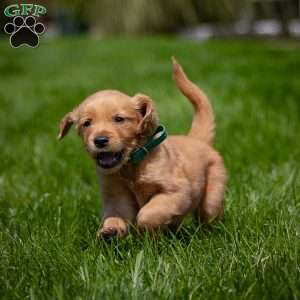 Tyler, Golden Retriever Puppy