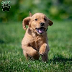 Tyler, Golden Retriever Puppy