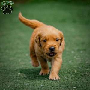 Tyler, Golden Retriever Puppy