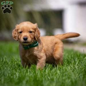 Tyler, Golden Retriever Puppy