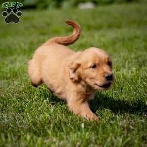 Tyler, Golden Retriever Puppy