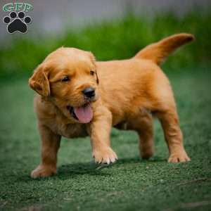 Tyler, Golden Retriever Puppy