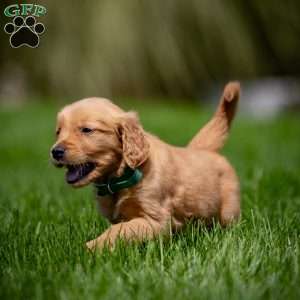 Tyler, Golden Retriever Puppy