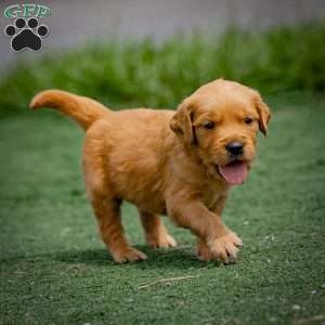 Tyler, Golden Retriever Puppy