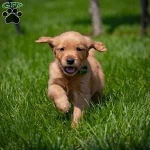 Tyler, Golden Retriever Puppy