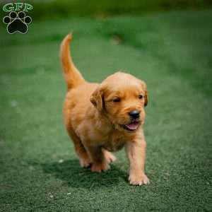 Tyler, Golden Retriever Puppy