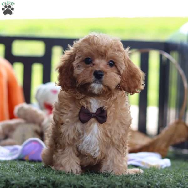 Tyler, Cavapoo Puppy