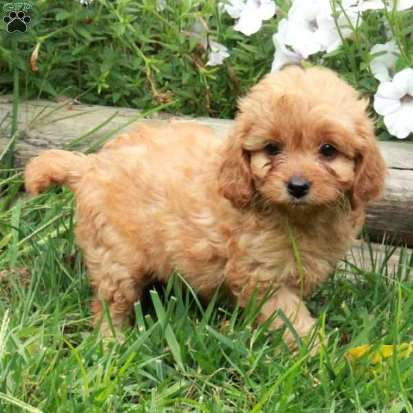 Valerie, Cavapoo Puppy