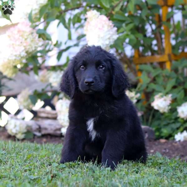 Vance, Newfoundland Mix Puppy