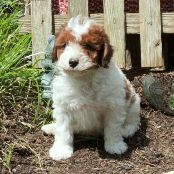 Vance, Miniature Poodle Puppy