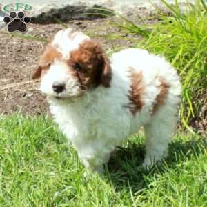 Vance, Miniature Poodle Puppy