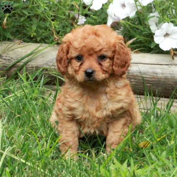 Vanessa, Cavapoo Puppy