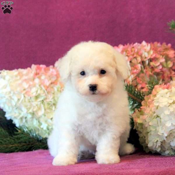 Vanilla-Reserved, Bichon Frise Puppy