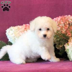 Vanilla-Reserved, Bichon Frise Puppy