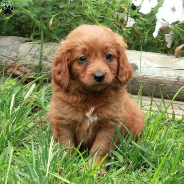 Vaughn, Cavapoo Puppy