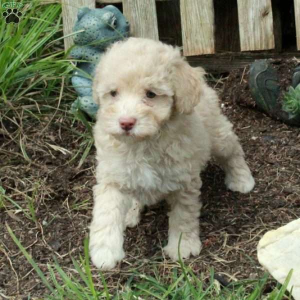 Vera, Miniature Poodle Puppy