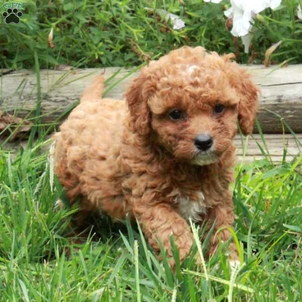 Vera, Cavapoo Puppy