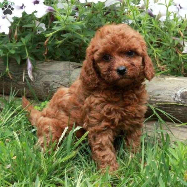 Veronica, Cavapoo Puppy