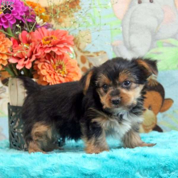 Victor, Yorkie Puppy