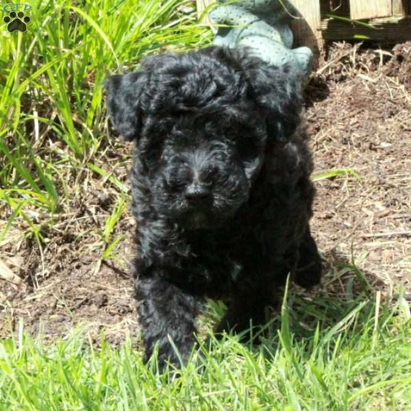 Victor, Miniature Poodle Puppy