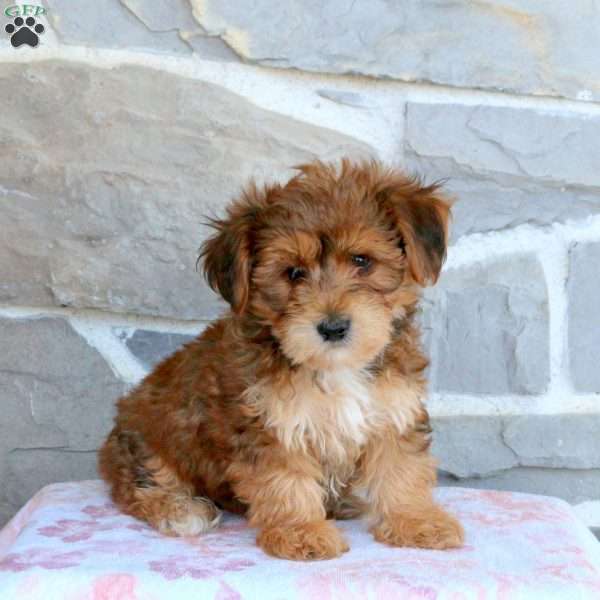 Victor, Yorkie-Chon Puppy