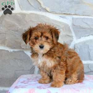 Victor, Yorkie-Chon Puppy