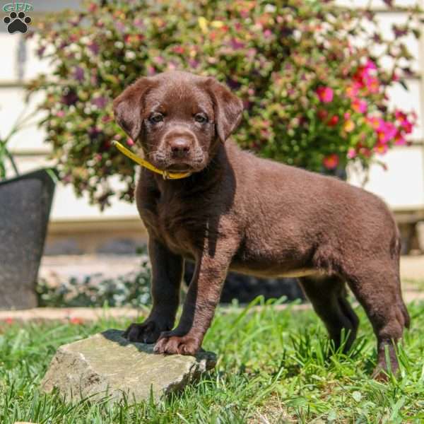 Victoria, Chocolate Labrador Retriever Puppy