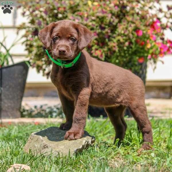 Vienna, Chocolate Labrador Retriever Puppy