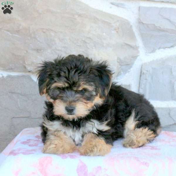 Vince, Yorkie-Chon Puppy