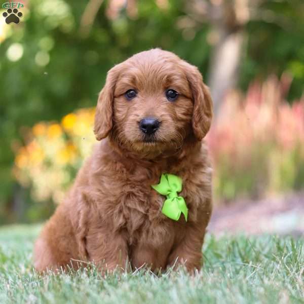 Vince, Goldendoodle Puppy