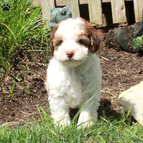 Vinny, Miniature Poodle Puppy