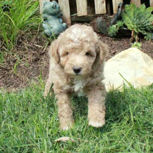 Violet, Miniature Poodle Puppy