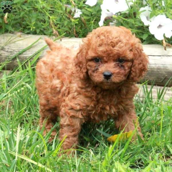 Violet, Cavapoo Puppy