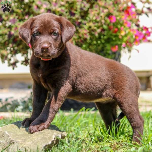 Violet, Chocolate Labrador Retriever Puppy