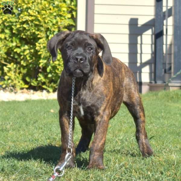 Viper, Cane Corso Puppy