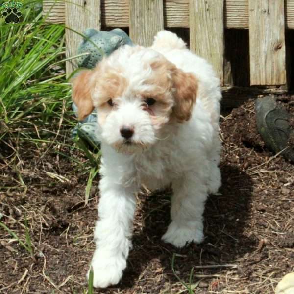 Vivian, Miniature Poodle Puppy