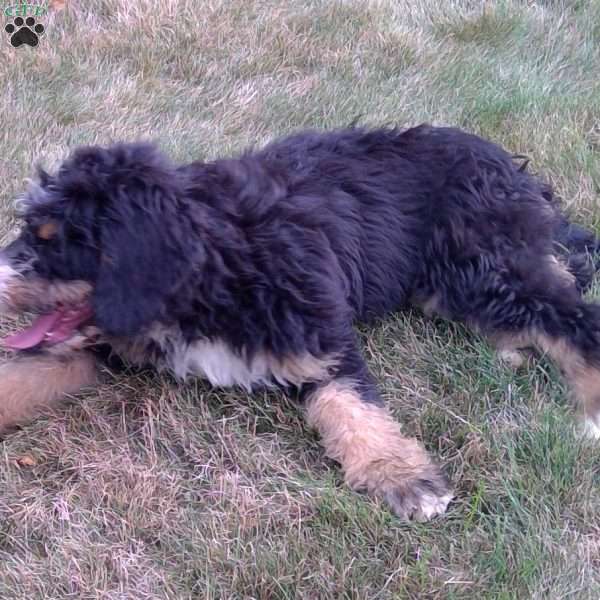 Jade, Bernedoodle Puppy