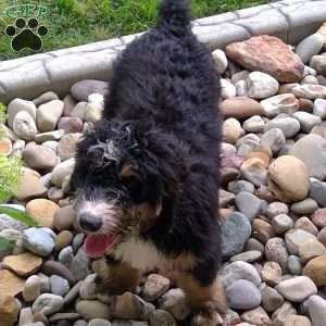 Jade, Bernedoodle Puppy