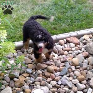 Jade, Bernedoodle Puppy